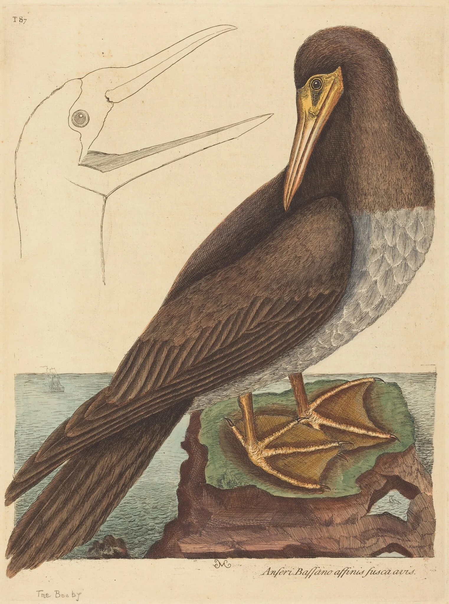 The Booby (Pelecanus Sula), detail