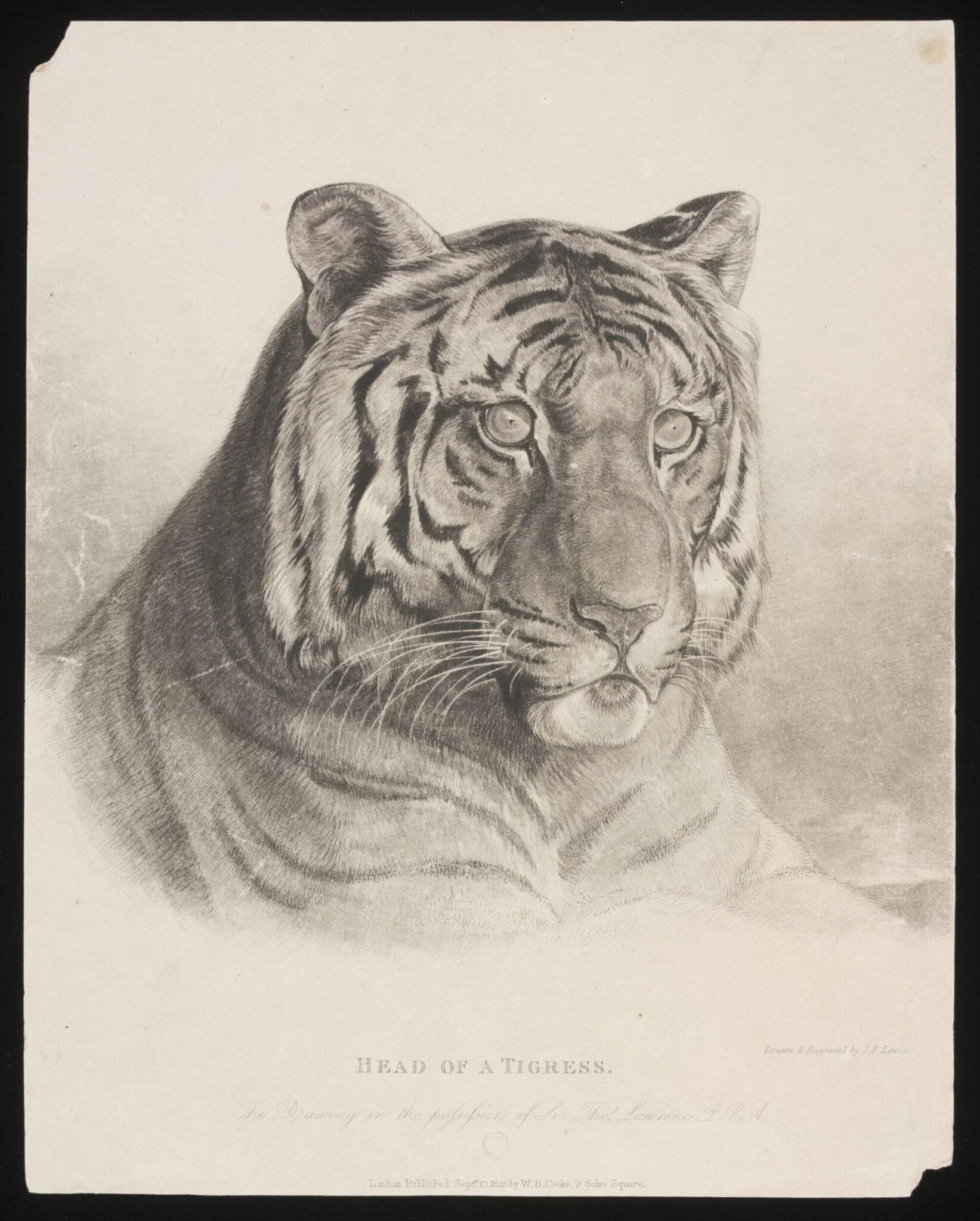 Head of a Tigress., detail