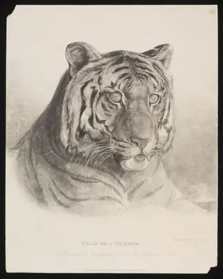 Head of a Tigress., by John Frederick Lewis, 10