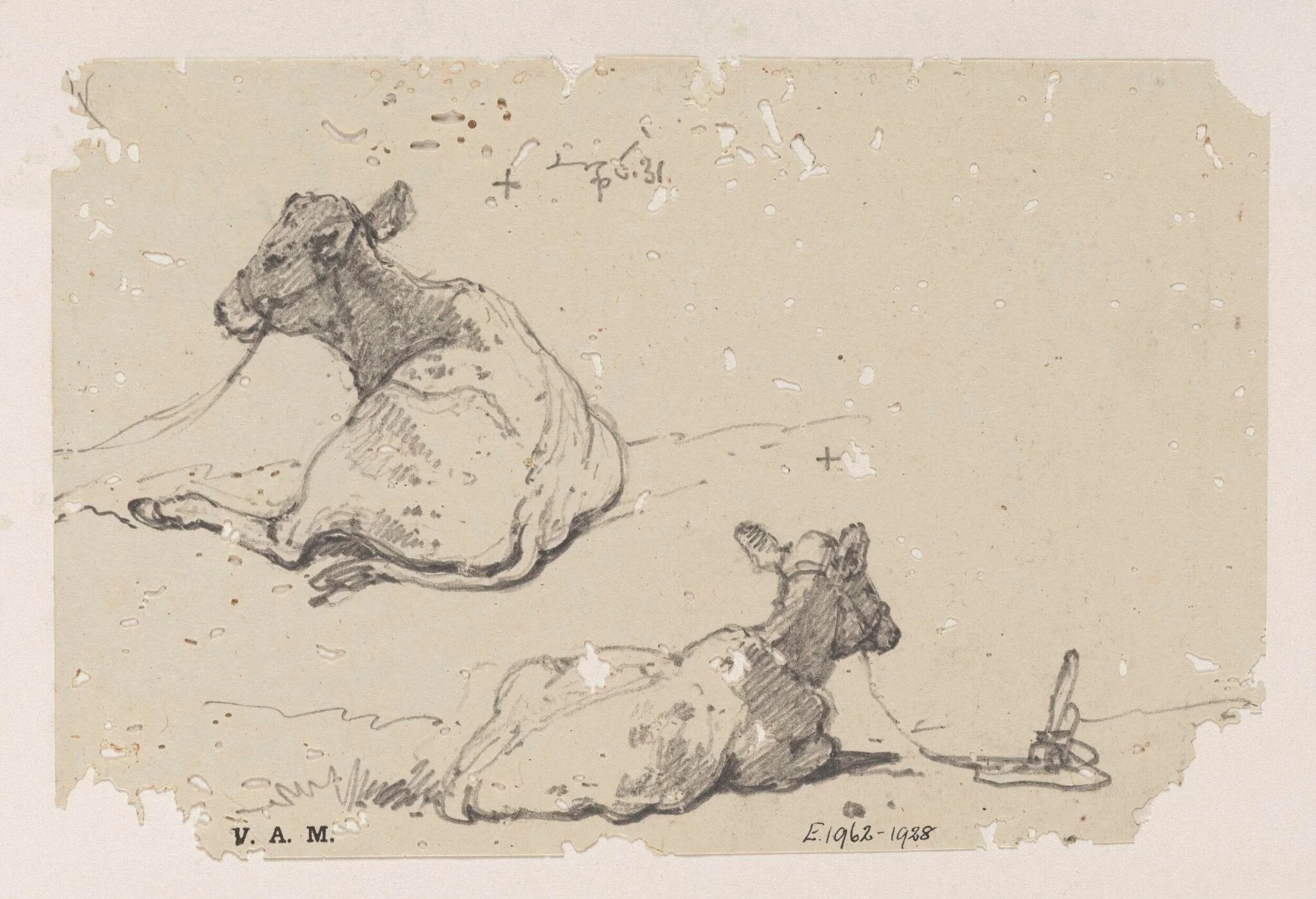 Two drawings of a tethered calf, detail