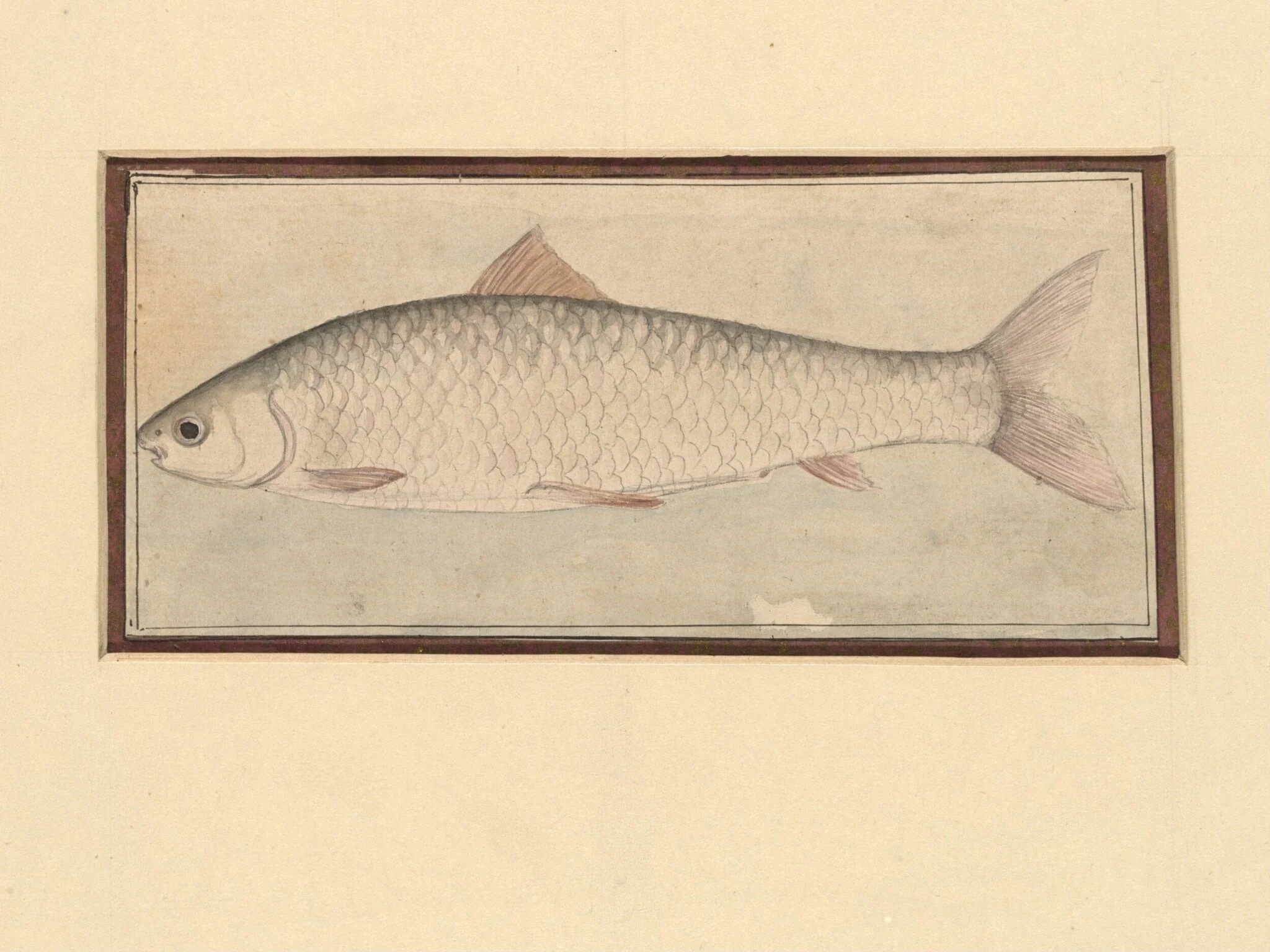 A fish, detail