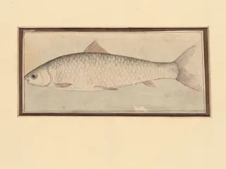 A fish, by Bahadur Lal II, paint, 1880