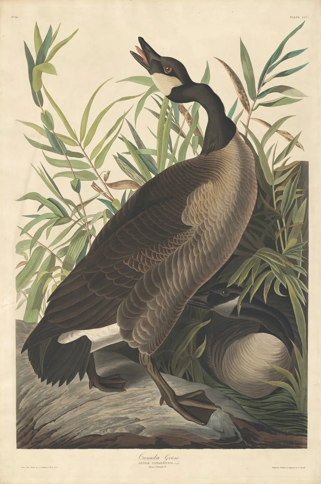 Canada Goose, by Havell, Jr., Robert, ink, 1834