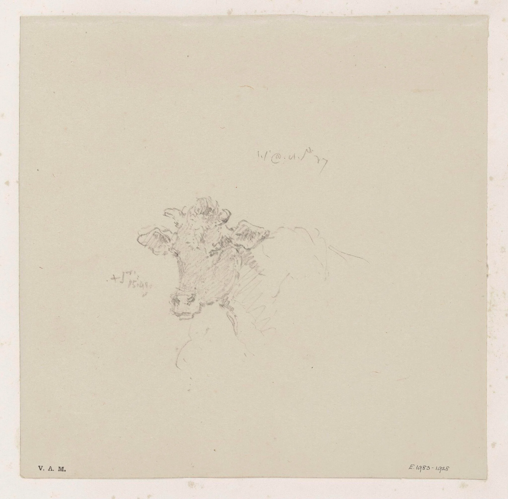 The head of a cow, detail