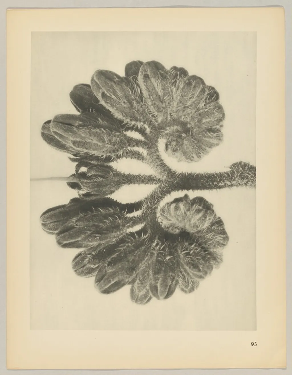 Symphytum officianale, by Karl Blossfeldt, 1928