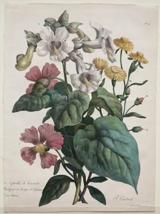 Cours d'Histoire Naturelle, contenant les principales espèces du règne animal, classées methodiquemenet:  Martynia or Unicorn Plant, by Godefroy Engelmann, 1825