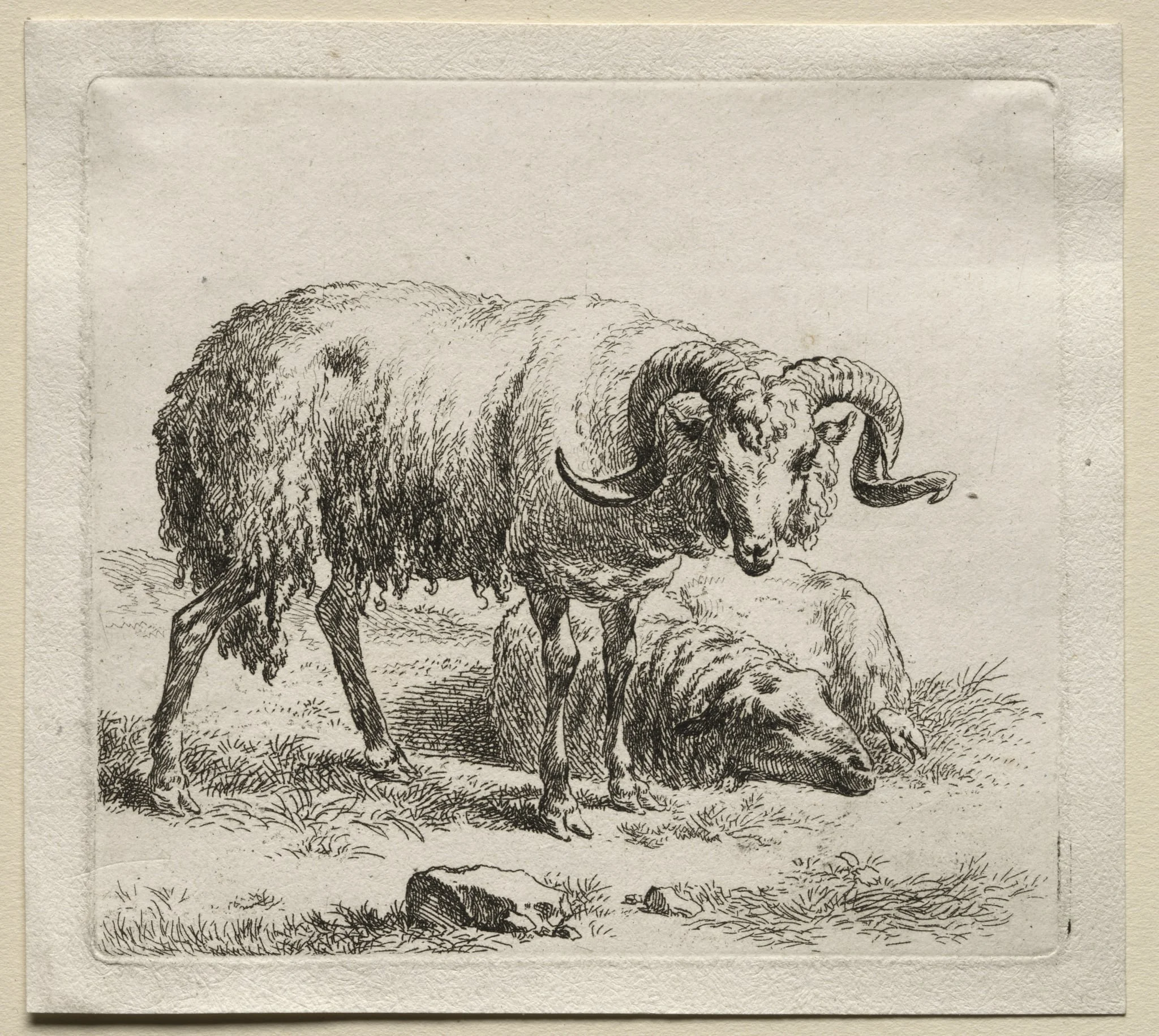 Animalia: Ram and Sheep, detail