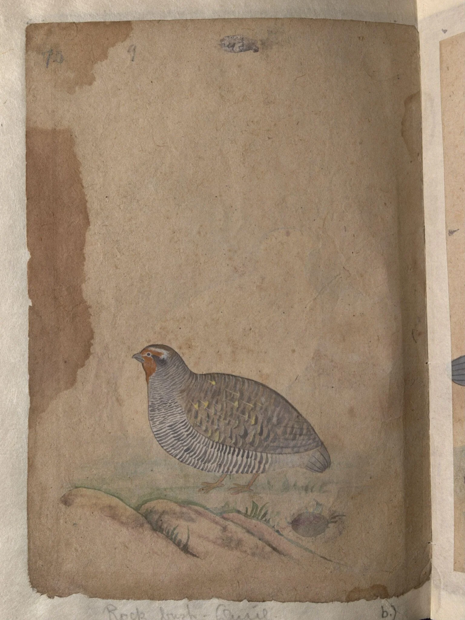 Depictions of a (unfinished drawing) and a Rock bush-quail of Northern India, detail