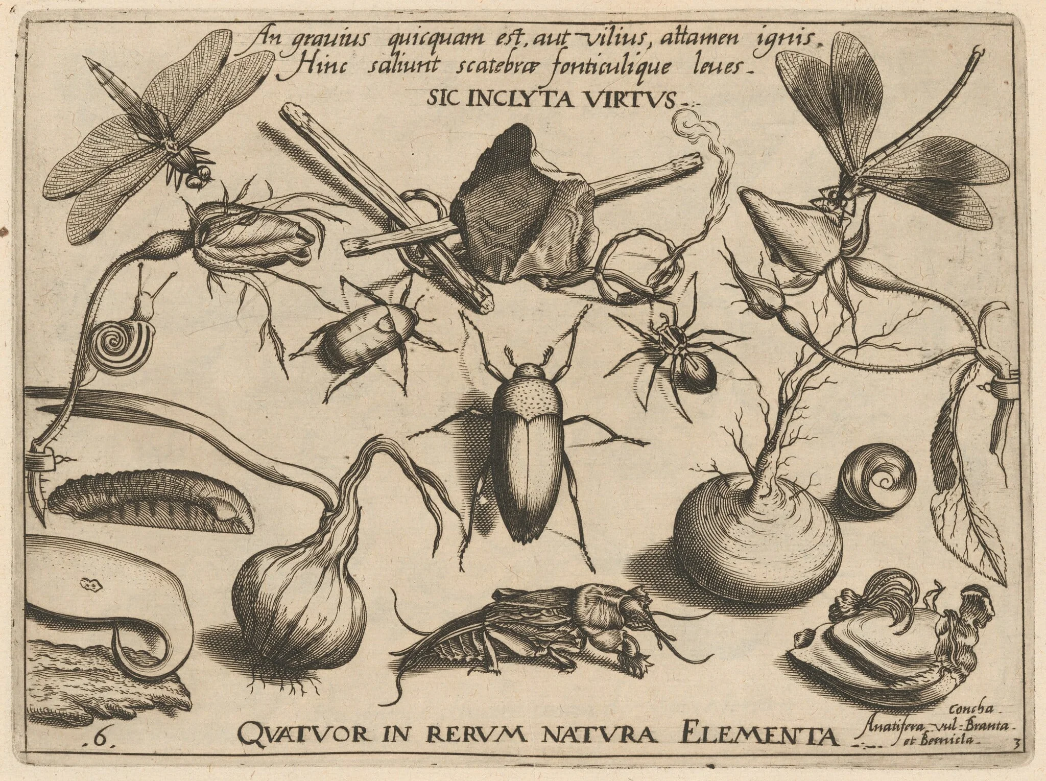 Archetypa studiaque patris Georgii Hoefnagelii [Part 3, Plate 6], detail