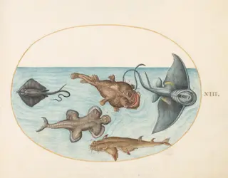 Plate 13: Two Stingrays, an Anglerfish, a Monkfish(?) and an  Angel Shark, by Joris Hoefnagel, gouache, 1594
