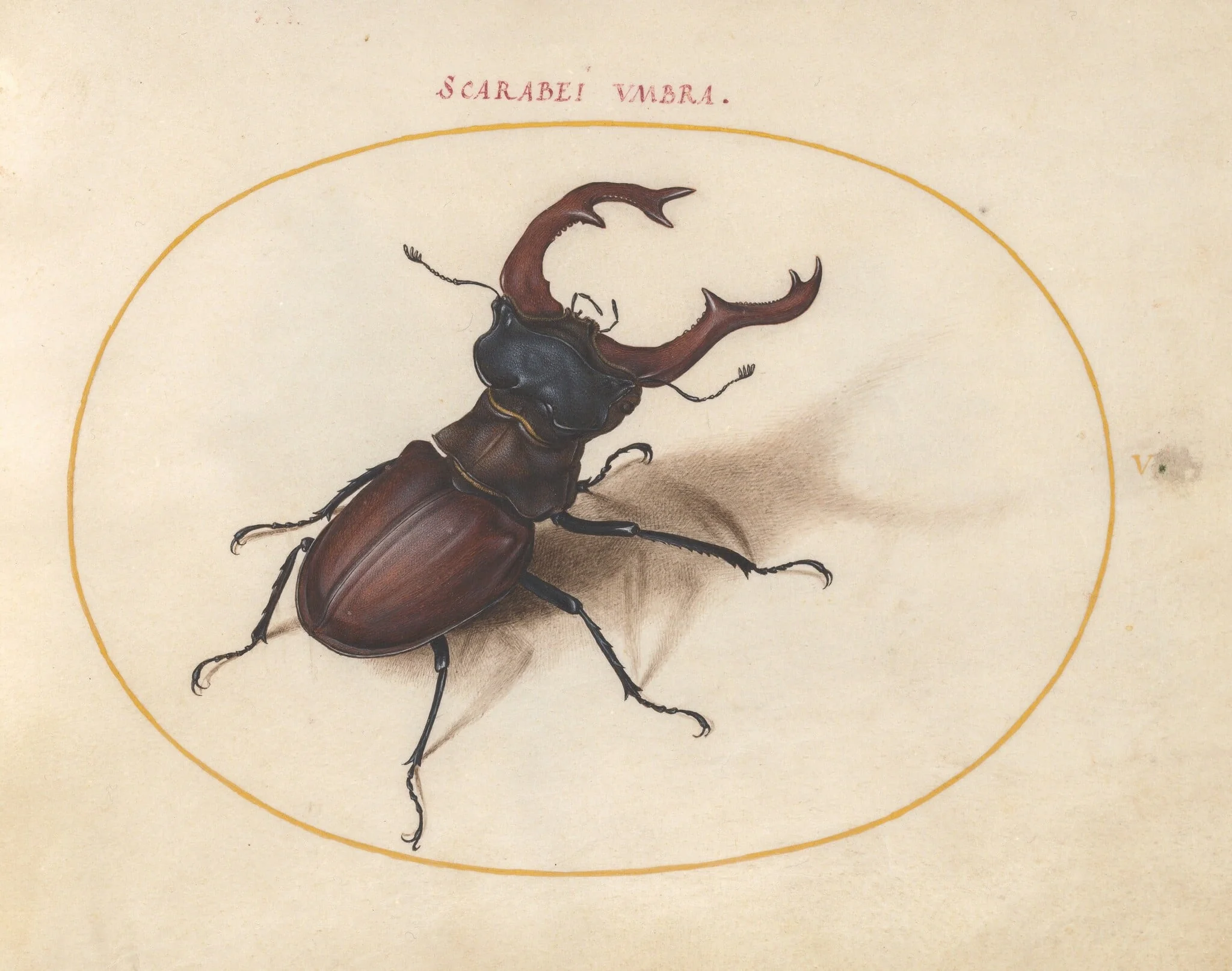 Plate 5: Stag Beetle, detail