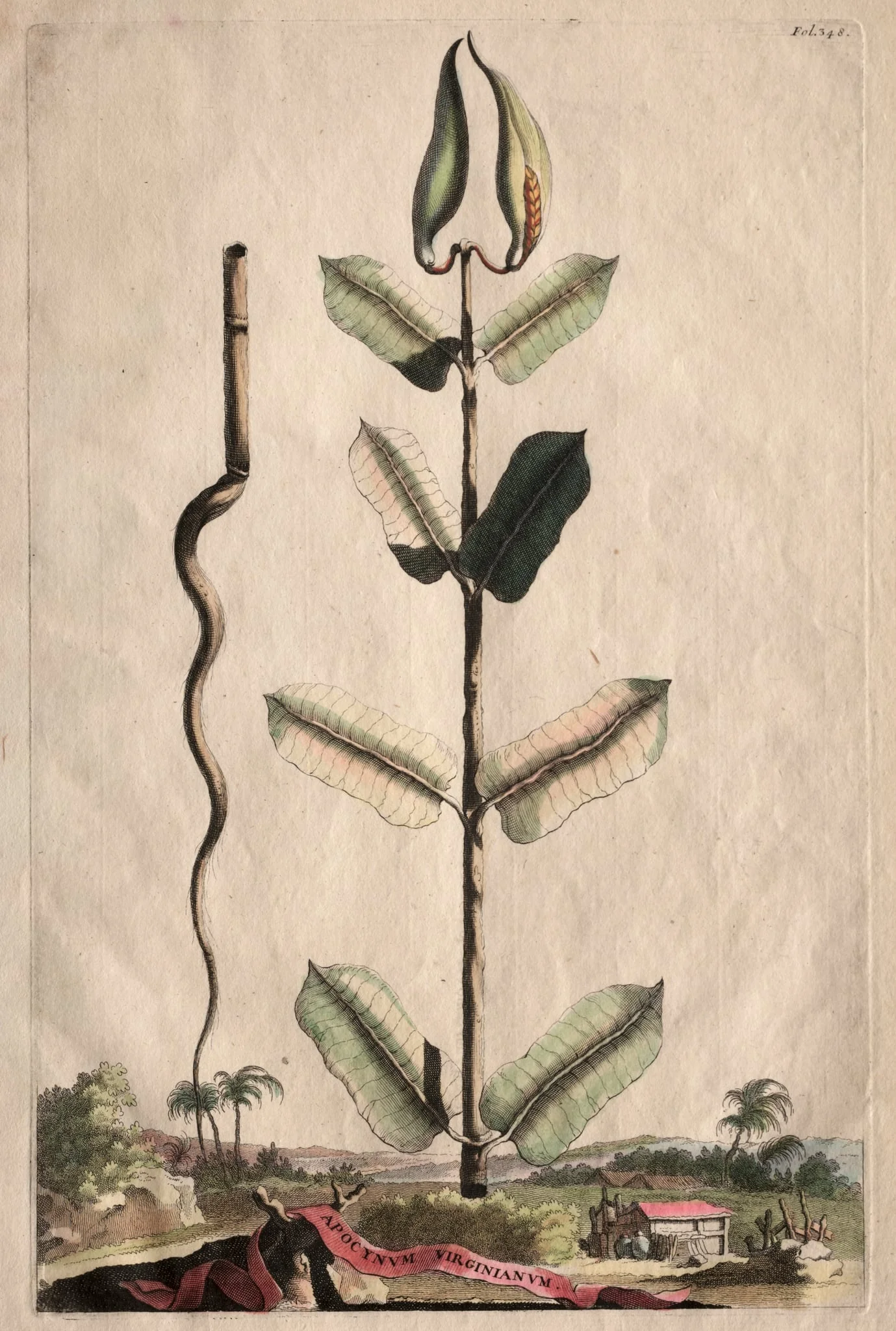 Phytographia Curiosa: Apocynum Virginianum, detail