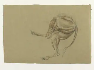 Ecorche drawing of the hind legs of a dog, by Thomas Landseer, 1816