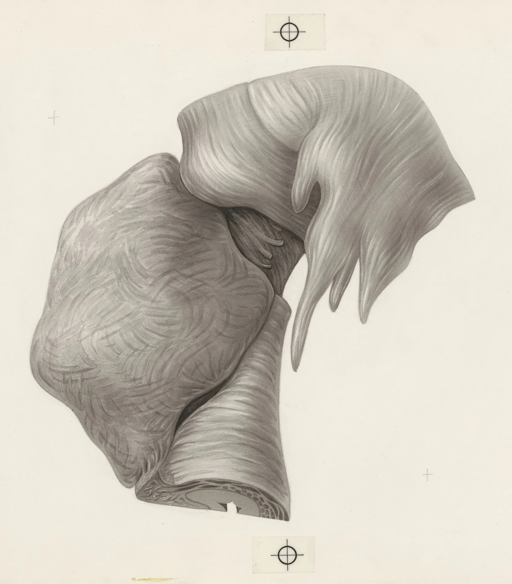 Human tissue, detail