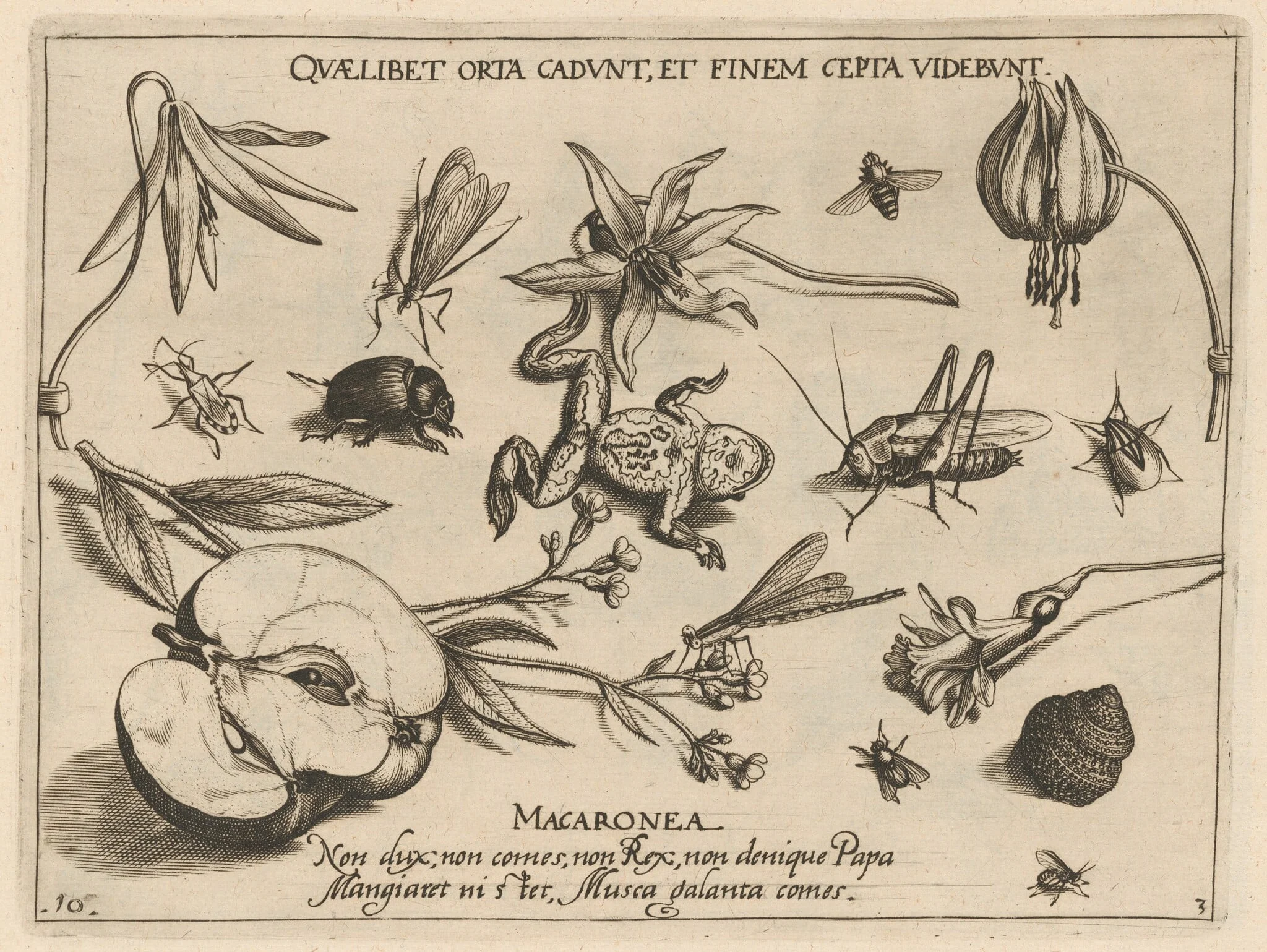 Archetypa studiaque patris Georgii Hoefnagelii [Part 3, Plate 10], detail