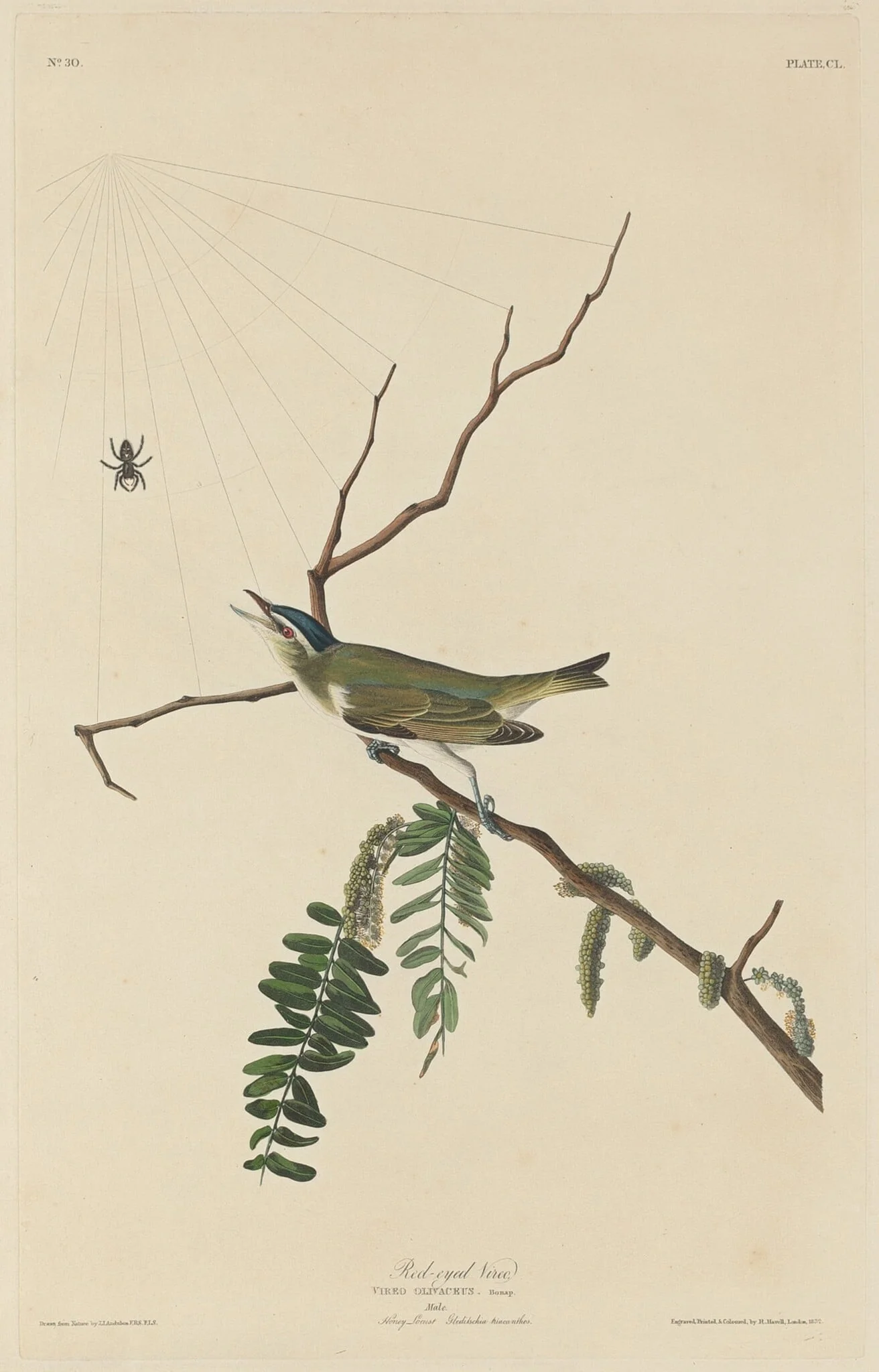 Red-Eyed Vireo, detail