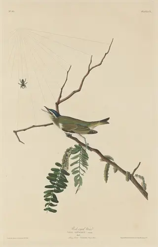 Red-Eyed Vireo, by Havell, Jr., Robert, ink, 1832