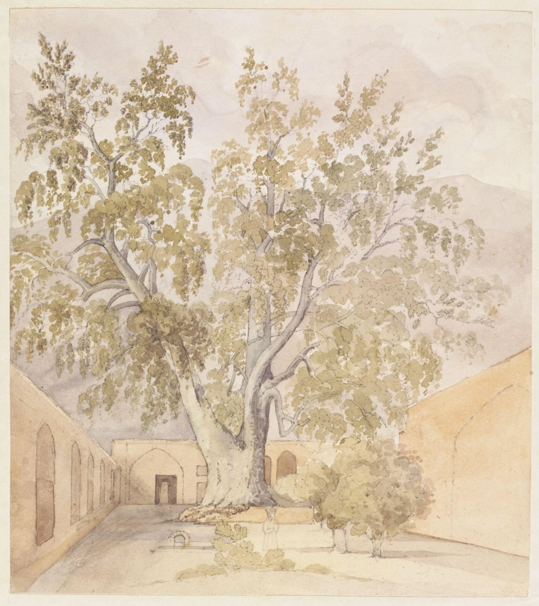 Plane Tree (Chenar) Shemaroon near Tehran Persia, detail