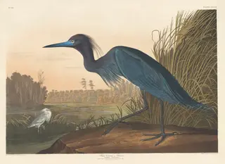 Blue Crane or Heron, by Havell, Jr., Robert, ink, 1836