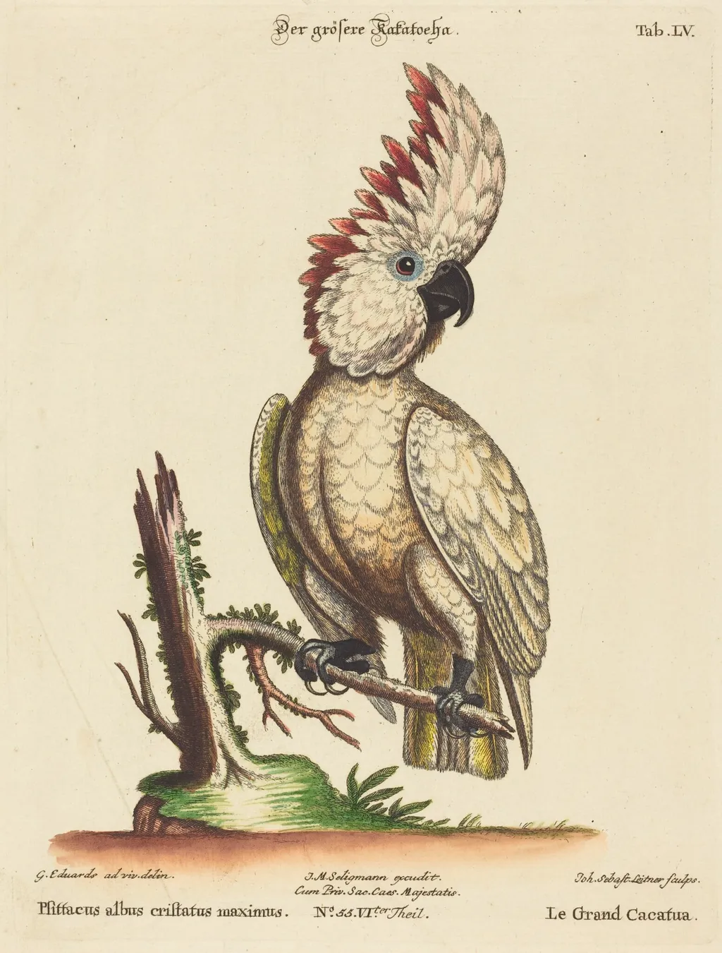 Psittacus albus cristatus maximus, by Johann Sebastian Leitner, ink, 1755