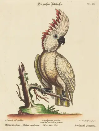 Psittacus albus cristatus maximus, by Johann Sebastian Leitner, ink, 1755