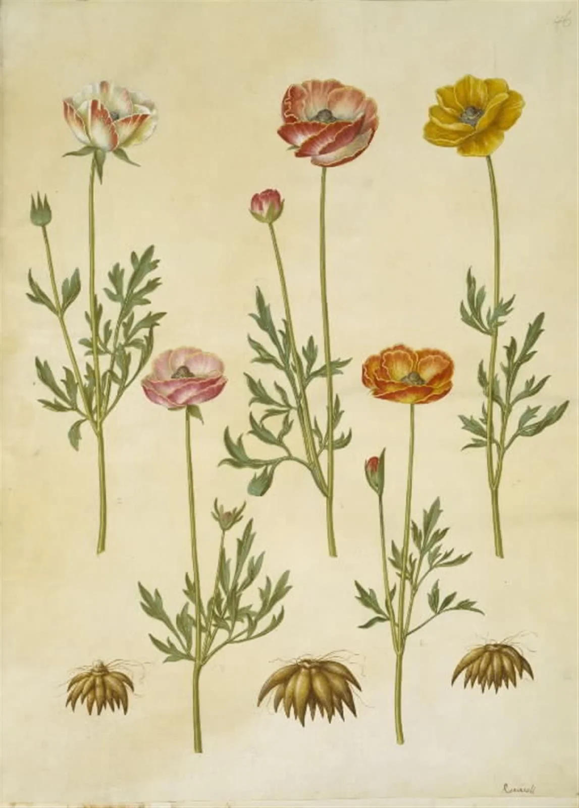 Ranunculus asiaticus (have-ranunkel), detail