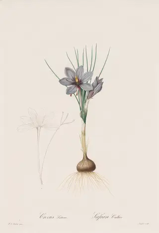 Les Liliacées:  Crocus Sativus, by Henry Joseph Redouté, 1809