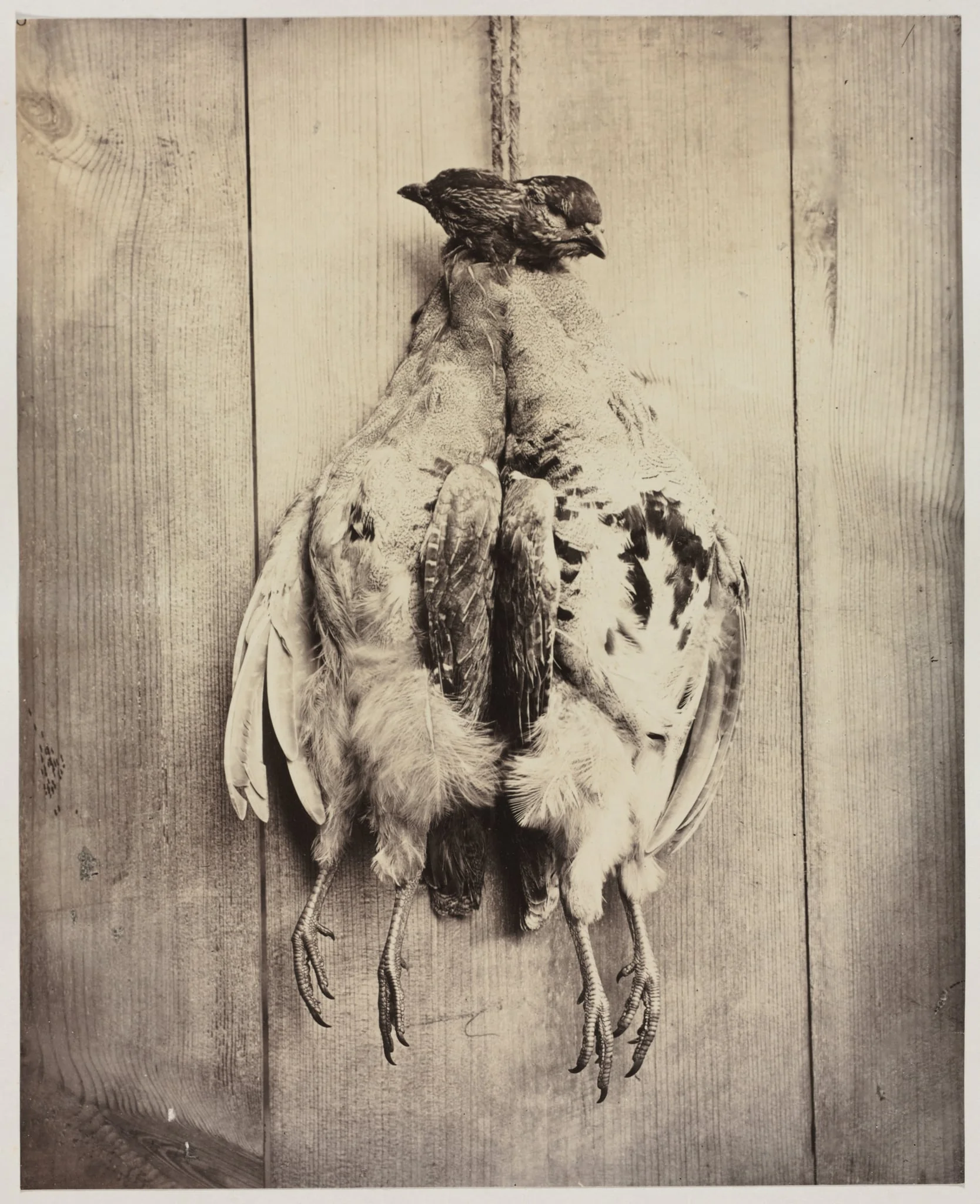 Partridges (recto), detail