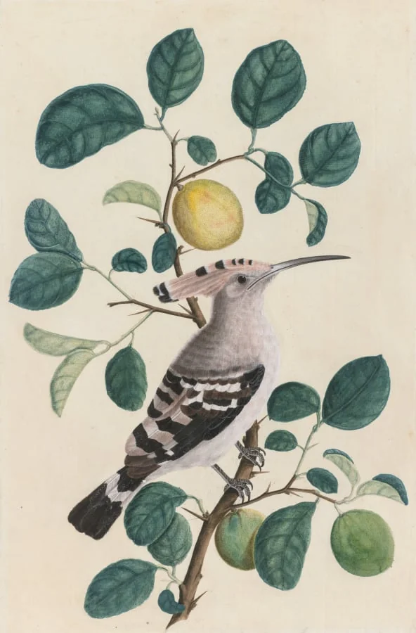 Hoopoe on a Citrus Tree Branch, detail