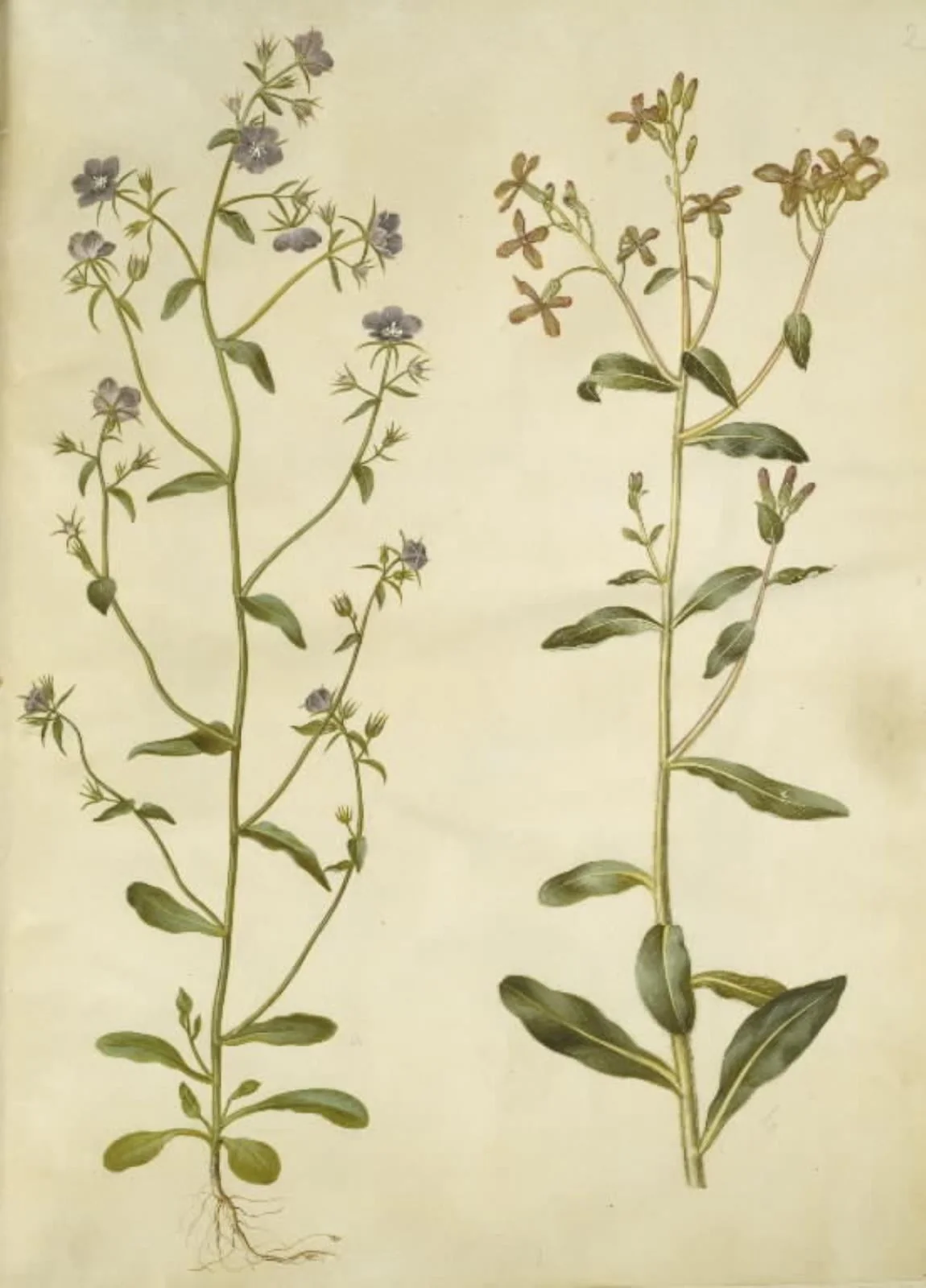 Legousia speculum-veneris (ægte venusspejl); Hesperis tristis (natviol), detail