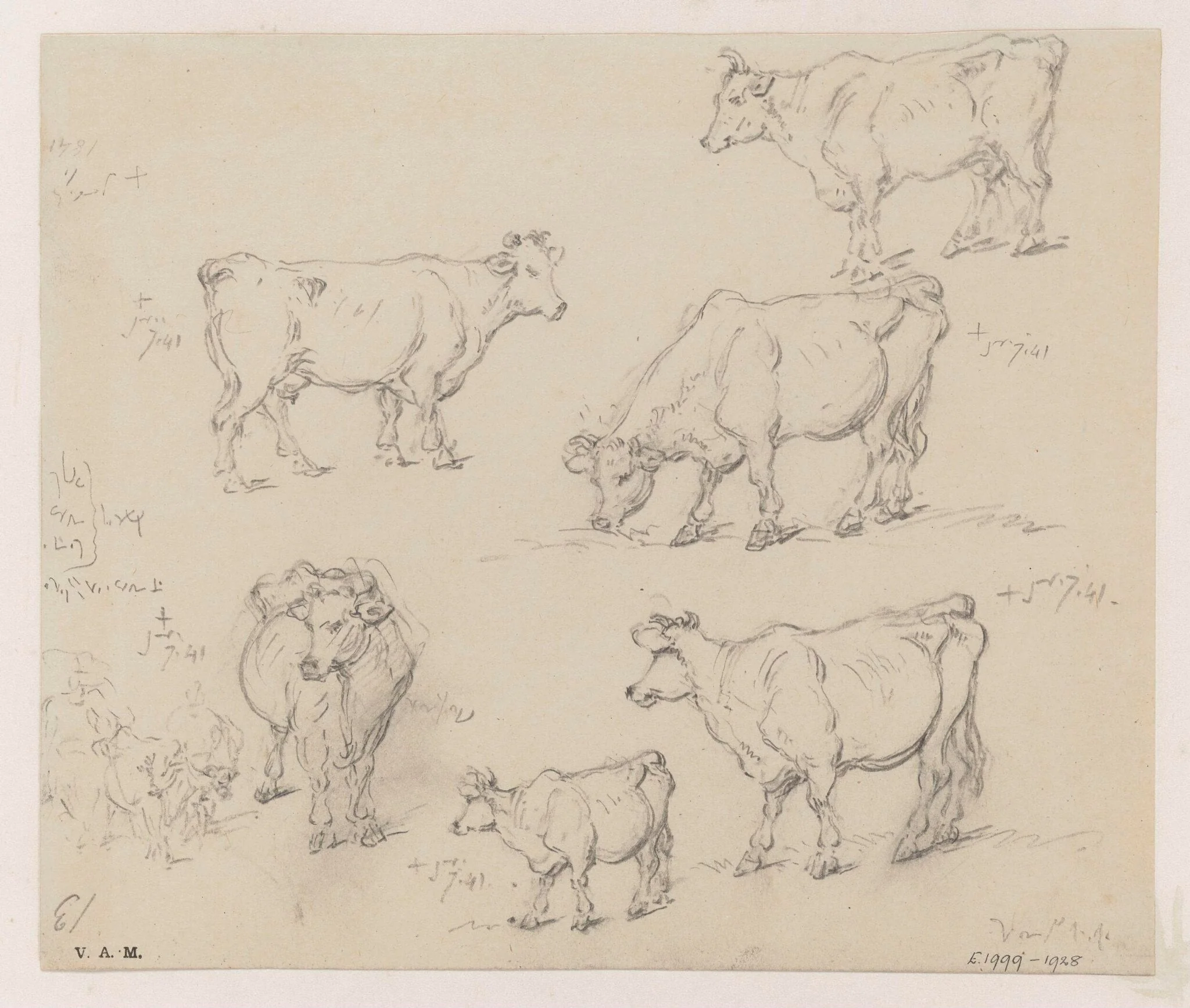 Drawings of cattle, detail