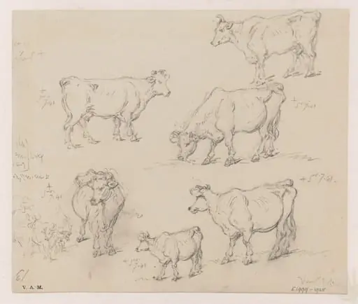 Drawings of cattle, by George Chinnery, 1
