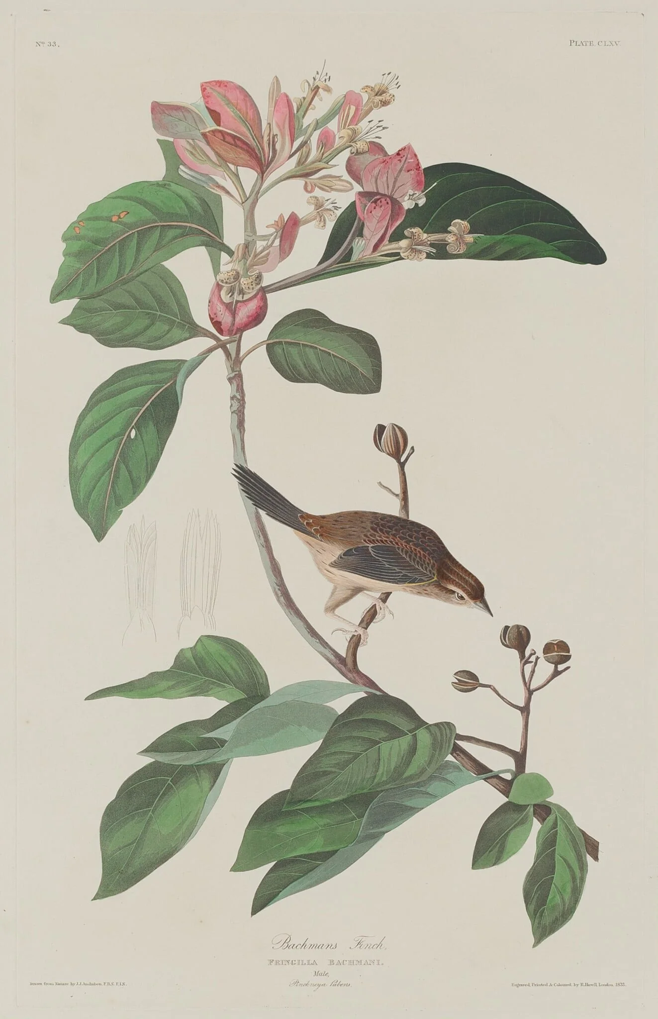 Bachmans Finch, detail