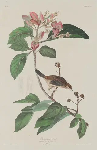 Bachmans Finch, by Havell, Jr., Robert, ink, 1833