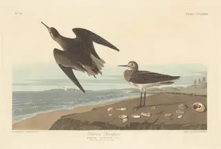 Schinz's Sandpiper, by Havell, Jr., Robert, ink, 1835