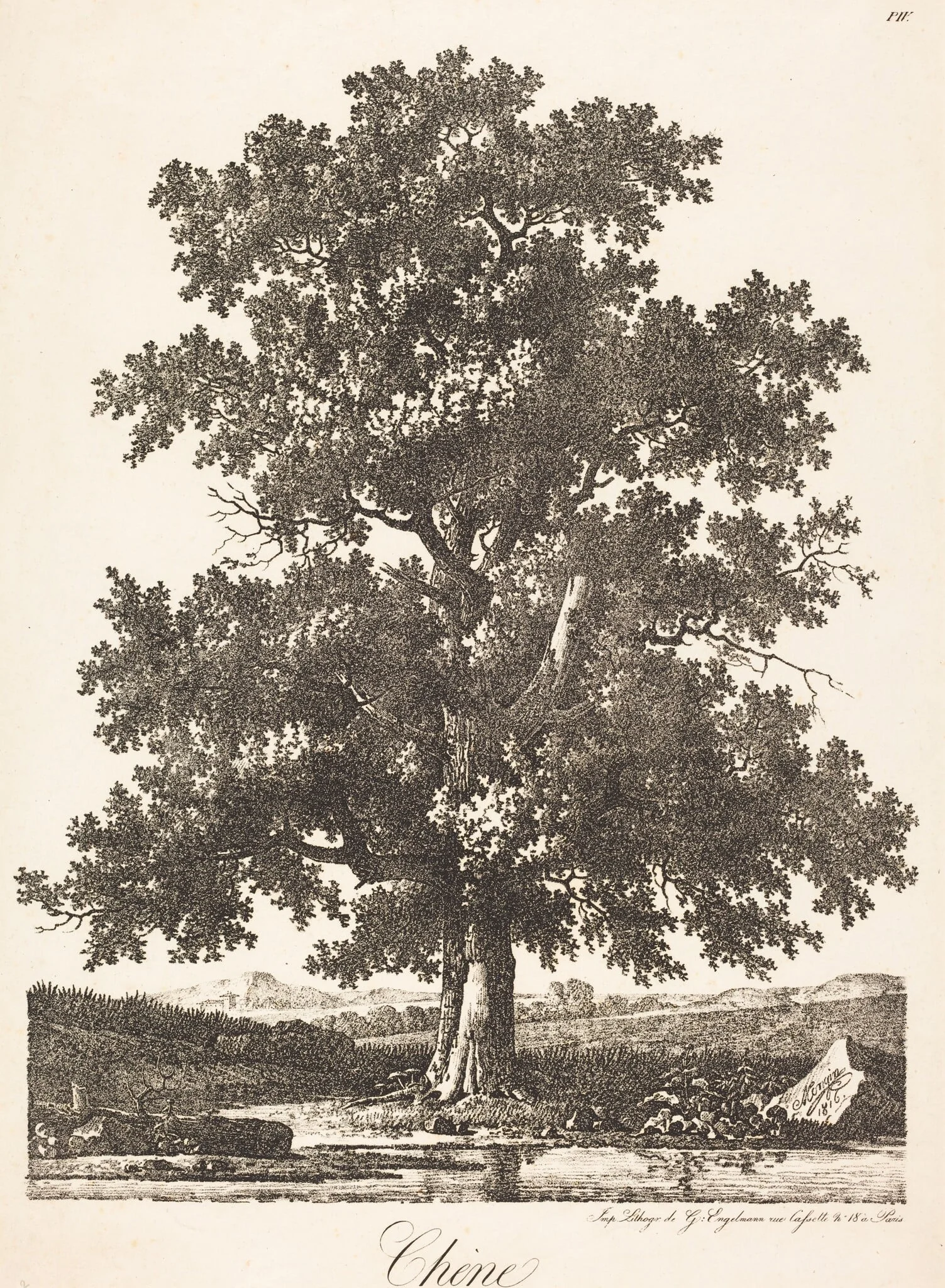 Chene (Oak Tree), detail