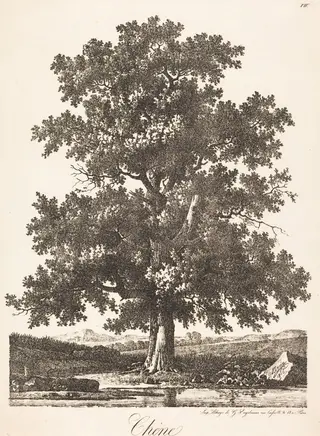 Chene (Oak Tree), by Antoine-Pierre Mongin, ink, 1816