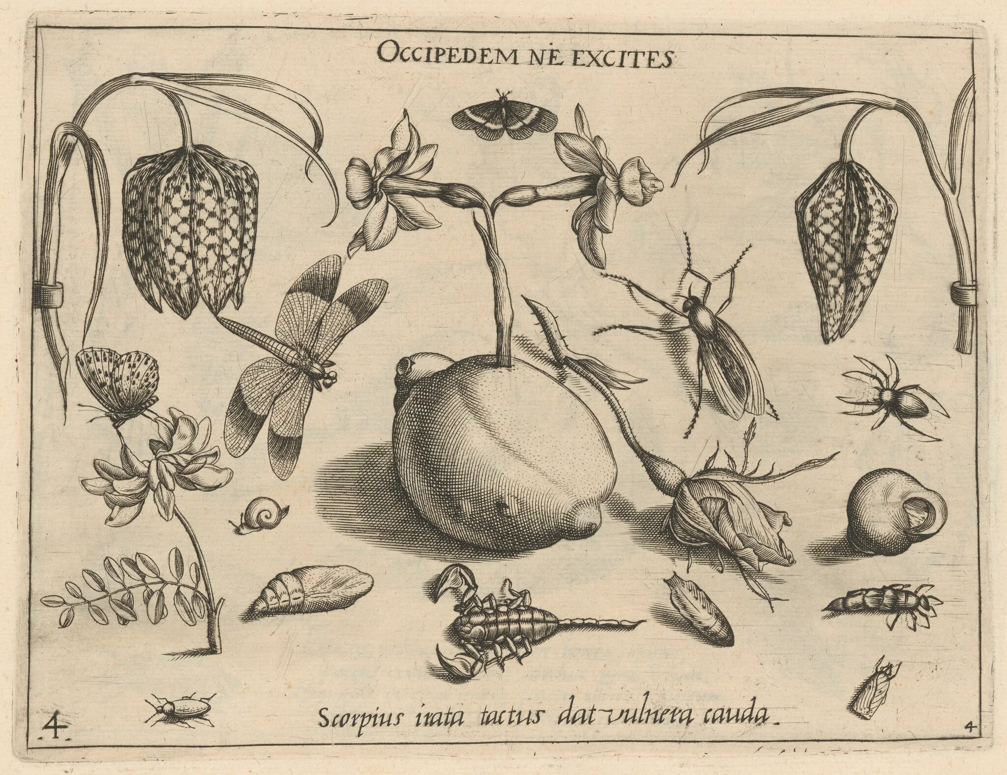 Archetypa studiaque patris Georgii Hoefnagelii [Part 4, Plate 4], detail