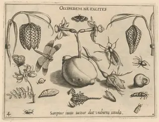 Archetypa studiaque patris Georgii Hoefnagelii [Part 4, Plate 4], by Jacob Hoefnagel, ink, 1592