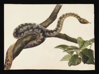 Study of a snake, by Beatrix Potter, watercolor, 1885