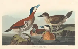 Ruddy Duck, by Havell, Jr., Robert, ink, 1836