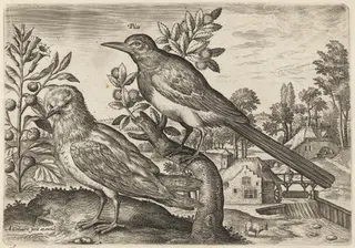 Magpie and Another Bird, by Adriaen Collaert, ink, 1600
