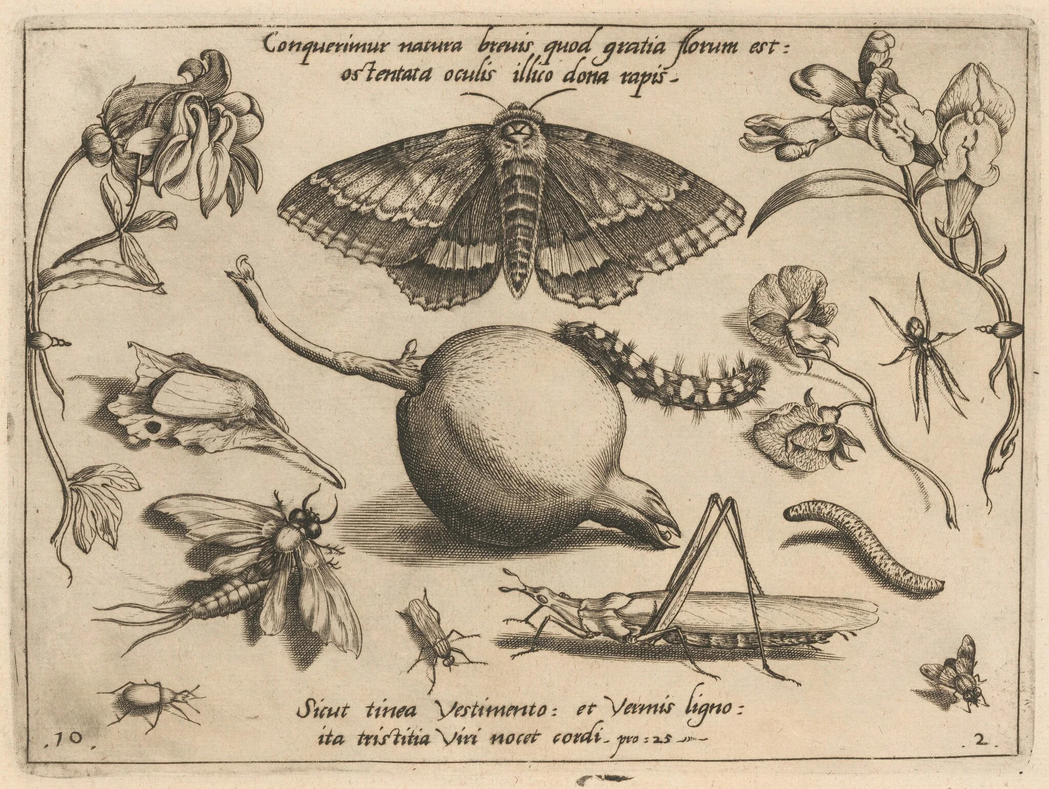 Archetypa studiaque patris Georgii Hoefnagelii [Part 2, Plate 10], detail