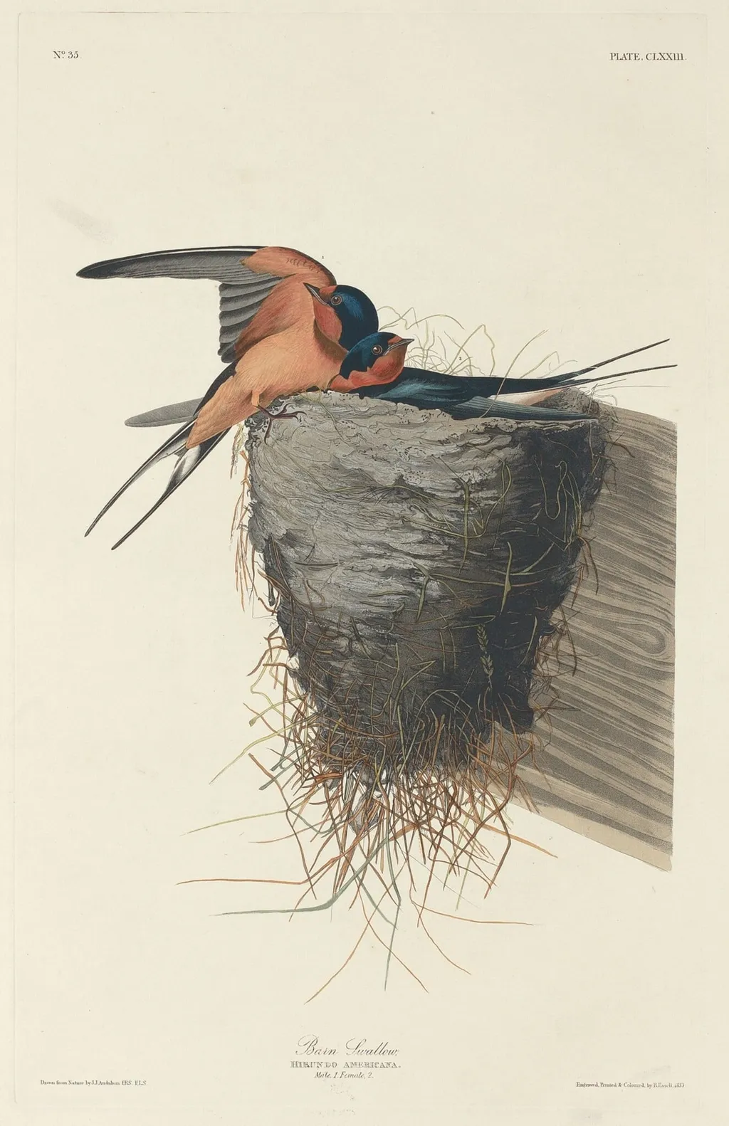 Barn Swallow, by Havell, Jr., Robert, ink, 1833