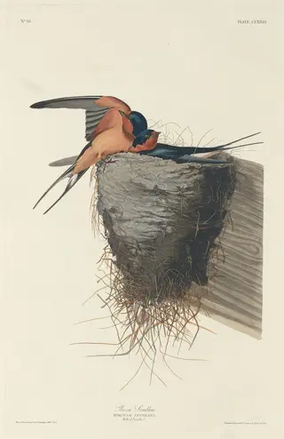 Barn Swallow, by Havell, Jr., Robert, ink, 1833