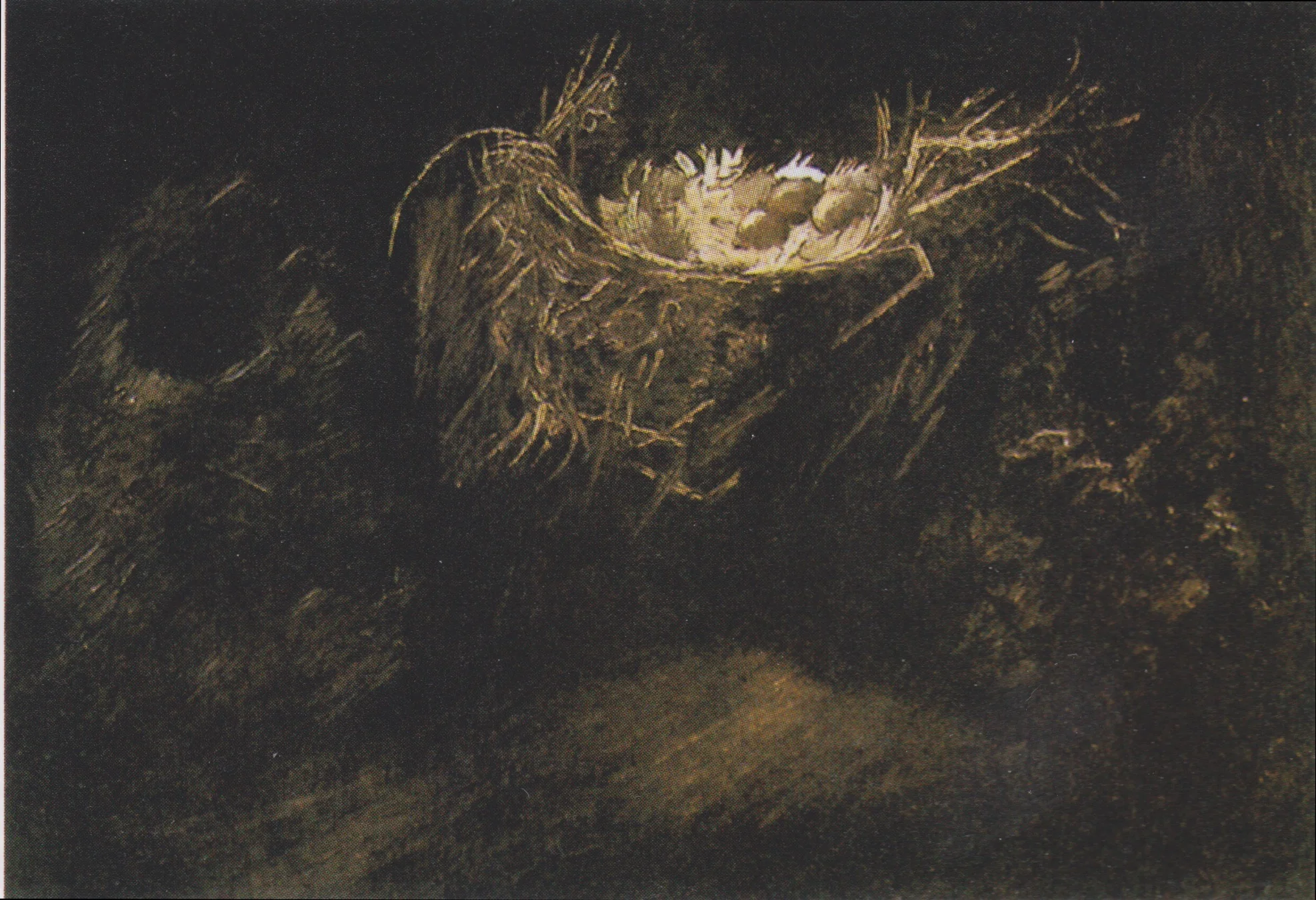 Still Life with Three Birds' Nests, detail