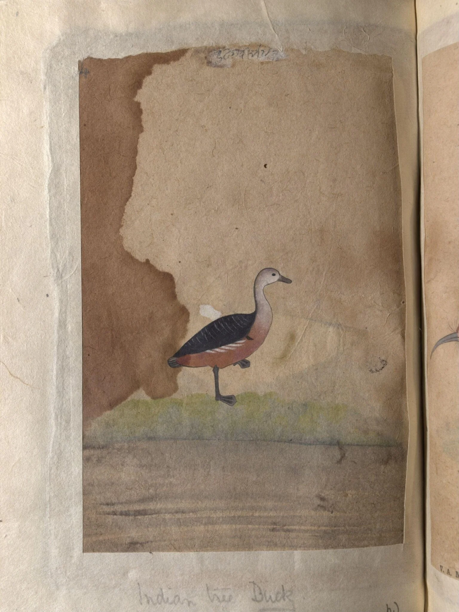 Depictions of a spot-bill duck and an Indian tree duck of Northern India, detail