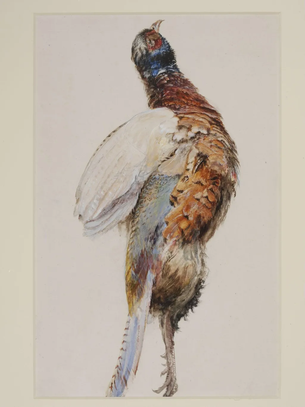 A Dead Pheasant, by John Ruskin, watercolor, 1850