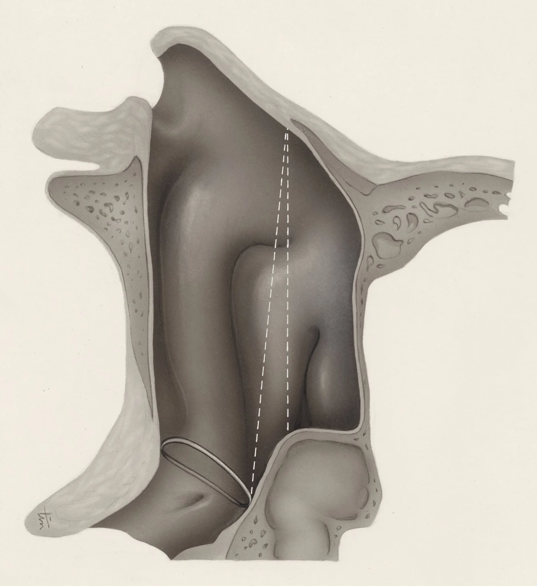 Respiratory system, detail
