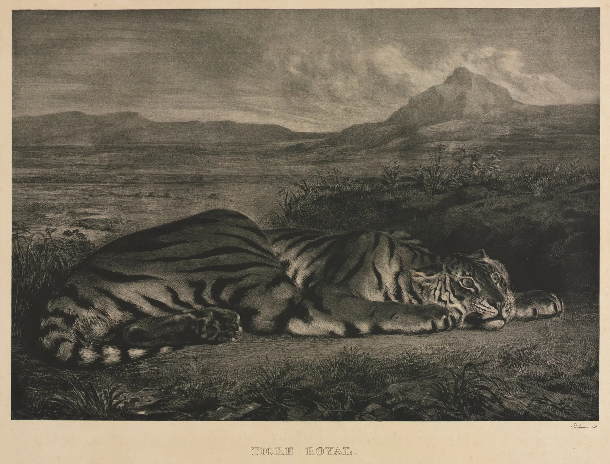 Tigre Royal, detail